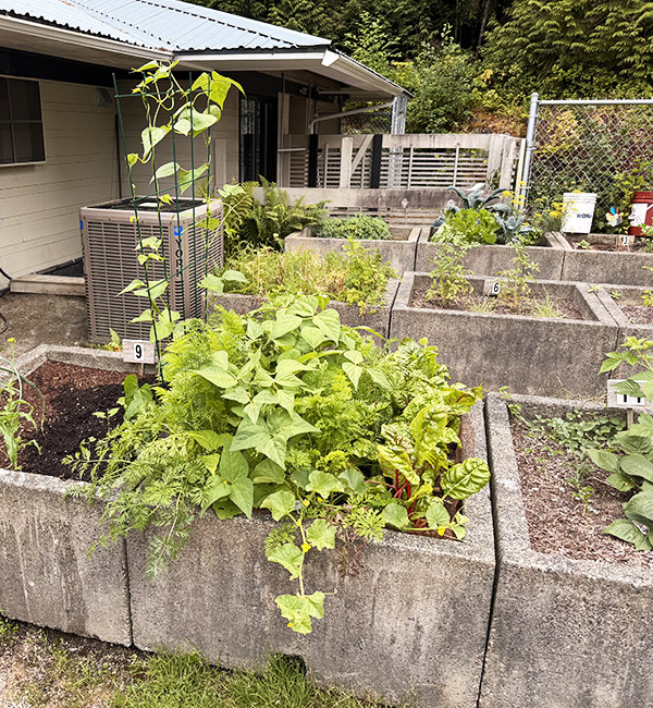 Community-Garden-4